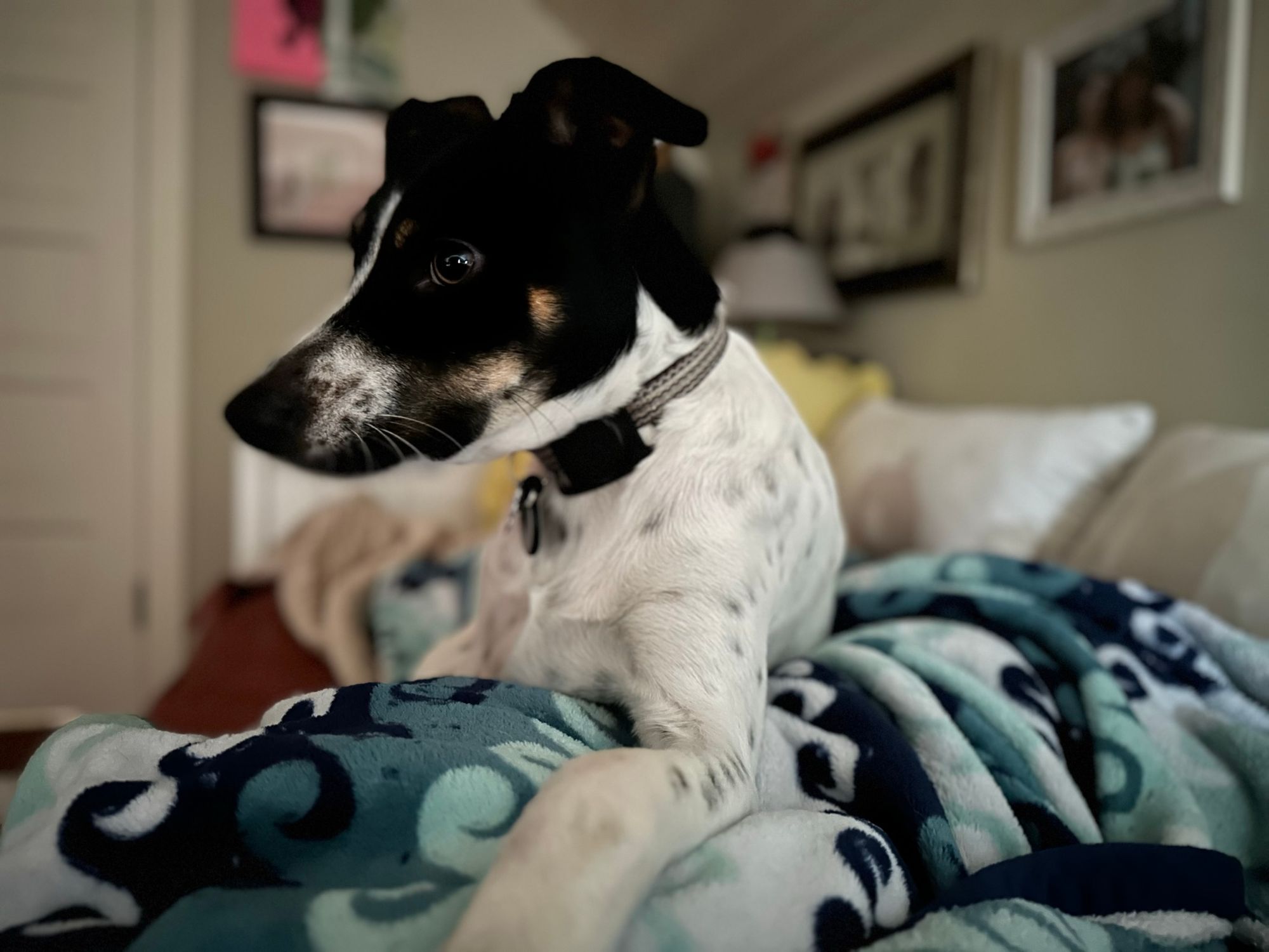 Dog, black face, white body with gray spots, sitting on a bed with blue wave blanket, pillows and picture frames on the wall blurred out of focus.